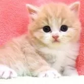 スコティッシュフォールド(立ち耳)