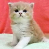 スコティッシュフォールド(立ち耳)