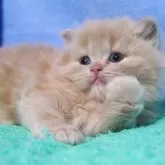 スコティッシュフォールド(立ち耳)