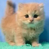 スコティッシュフォールド(立ち耳)