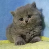ブリティッシュショートヘア