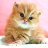 スコティッシュフォールド(立ち耳)