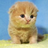 スコティッシュフォールド(折れ耳)