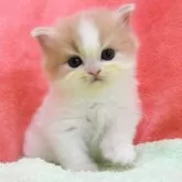 スコティッシュフォールド(立ち耳)