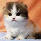 スコティッシュフォールド(折れ耳)