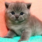 ブリティッシュショートヘア