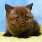 ブリティッシュショートヘア