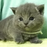 ブリティッシュショートヘア