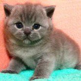 ブリティッシュショートヘア