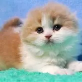 スコティッシュフォールド(折れ耳)