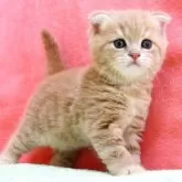 スコティッシュフォールド(折れ耳)【埼玉県・男の子・2025年9月26日・クリーム&ホワイト】の写真2