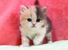 スコティッシュフォールド(立ち耳)【埼玉県・女の子・2025年12月5日・ダイリュートキャリコ】の写真2