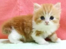 スコティッシュフォールド(立ち耳)【埼玉県・男の子・2025年5月7日・レッドタビー&ホワイト】の写真2