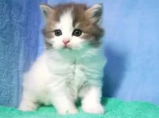 スコティッシュフォールド(立ち耳)【埼玉県・男の子・2025年9月18日・ブルー&ホワイト】の写真2