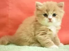 スコティッシュフォールド(立ち耳)【埼玉県・男の子・2025年10月10日・クリーム&ホワイト】の写真2