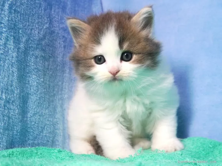 スコティッシュフォールド(立ち耳)【埼玉県・男の子・2025年9月