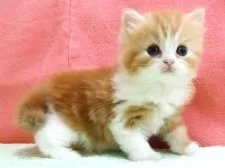 スコティッシュフォールド(立ち耳)【埼玉県・男の子・2025年5月7日・レッドタビー&ホワイト】の写真3