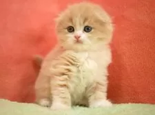 スコティッシュフォールド(折れ耳)【埼玉県・男の子・2025年10月10日・クリーム&ホワイト】の写真4