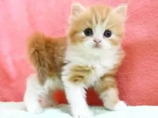 スコティッシュフォールド(立ち耳)【埼玉県・男の子・2025年5月7日・レッドタビー&ホワイト】の写真5