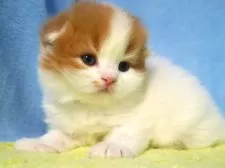 スコティッシュフォールド(折れ耳)【埼玉県・女の子・2025年11月6日・レッド&ホワイト】の写真6