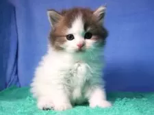 スコティッシュフォールド(立ち耳)【埼玉県・男の子・2025年9月18日・ブルー&ホワイト】の写真6