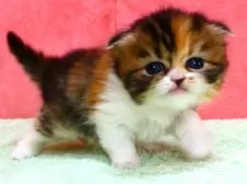 スコティッシュフォールド(折れ耳)【埼玉県・女の子・2025年12月26日・キャリコ】の写真7