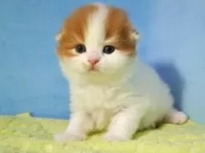 スコティッシュフォールド(折れ耳)【埼玉県・女の子・2025年11月6日・レッド&ホワイト】の写真7