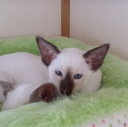 ID:1511-00218の子猫