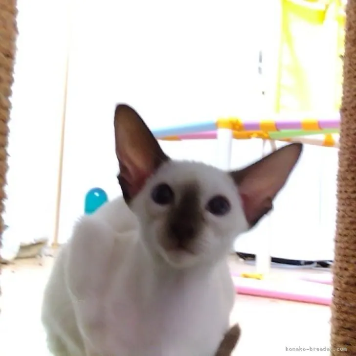 ゆいママ 様のお迎えした子猫