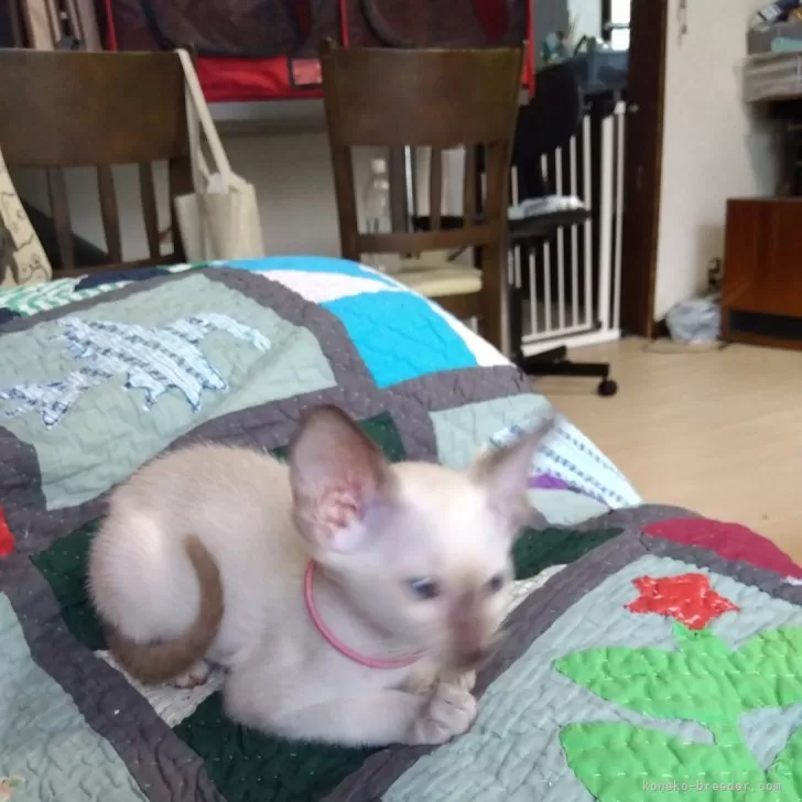 ID：2405-00857の子猫