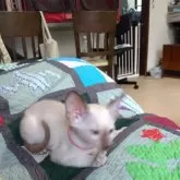 シャム(サイアミーズ)【東京都・女の子・2024年3月5日・チョコレートポイント】の写真1