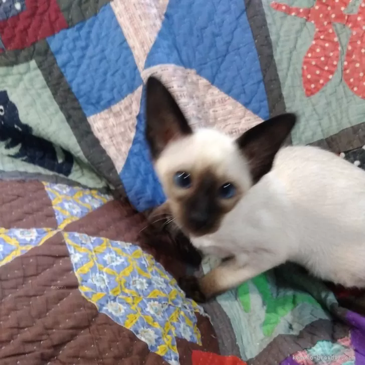ID:2502-02282の子猫