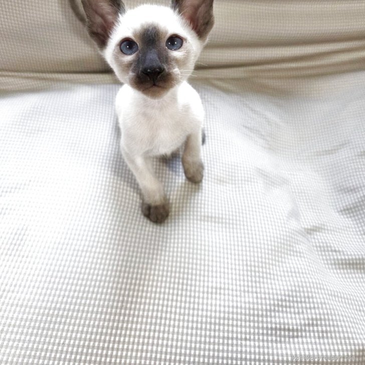 ブリーダー画像