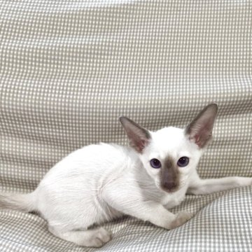 シャム(サイアミーズ)【東京都・男の子・2025年9月22日・チョコレートポイント】の写真「とても綺麗な子です。」