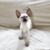 シャム(サイアミーズ)