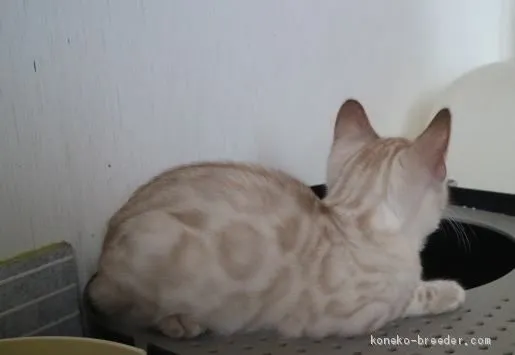 ID：1912-00533の子猫