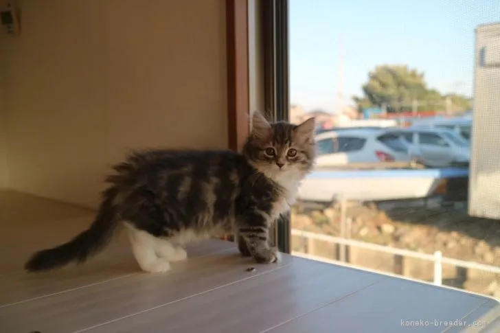 piano 様のお迎えした子猫