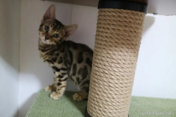 ID：1711-00466の子猫