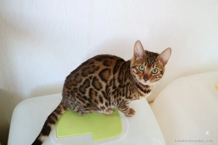 どんぐり 様のお迎えした子猫