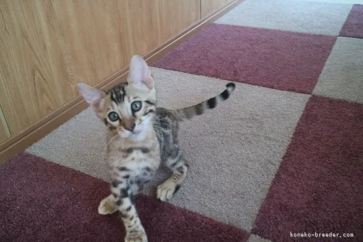 ID：2105-01149の子猫