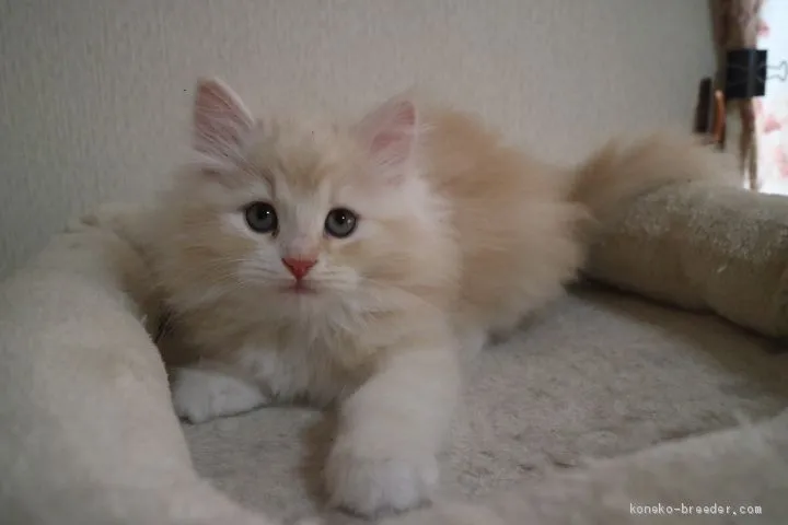 ID：2004-00541の子猫