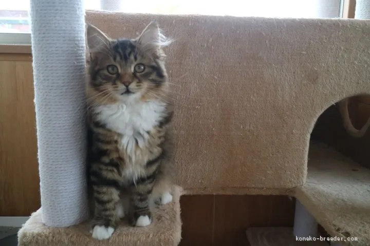 ID：1912-00483の子猫