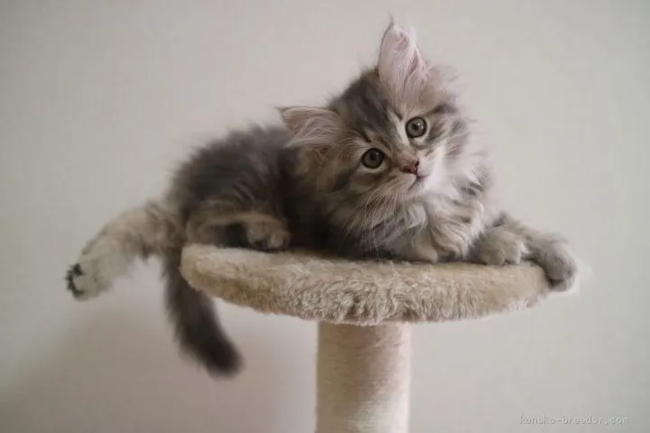 ID：1905-00397の子猫