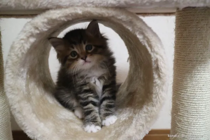 ID：1904-02097の子猫