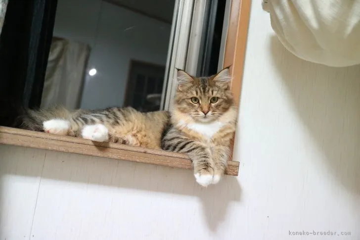 ID：2107-02705の子猫