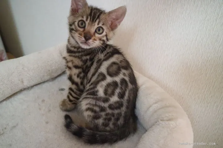 ID：2004-01047の子猫