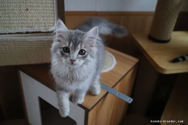 ID：1901-00576の子猫