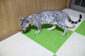 ベンガル【愛知県・男の子・2017年6月8日・シルバースポテッドタビー】の写真「ロゼットの綺麗な可愛いシルバーくん★」