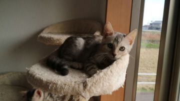 ベンガル【愛知県・男の子・2016年9月20日・シルバースポテッドタビー】の写真「大きいロゼットです」