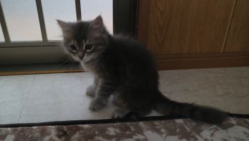 サイベリアン【愛知県・男の子・2021年4月6日・ブルーマッカレルタビー】の写真「可愛いブルータビーくん☆」